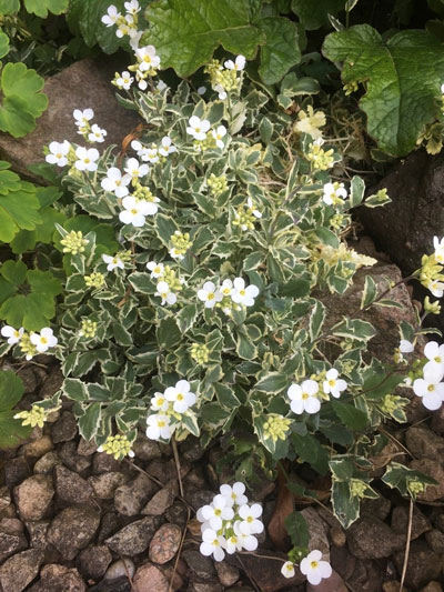 Arabis alpina Arctic Joy
