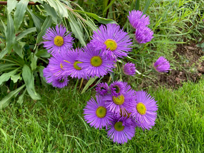 Erigeron Sincerity