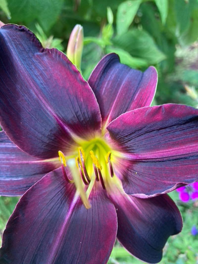 Hemerocallis Apple Court Damson