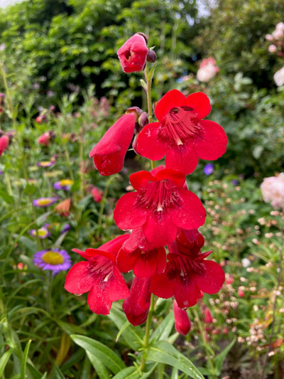 Penstemon Pensham St James